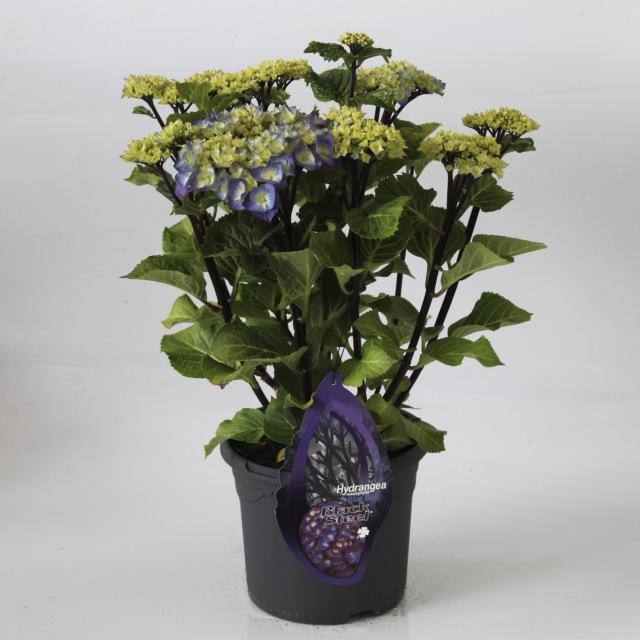 Hydrangea Black Steel® blue