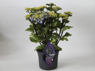 Hydrangea Black Steel® blue