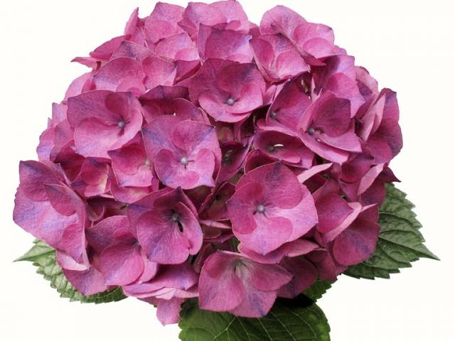 Roma Hortensia's