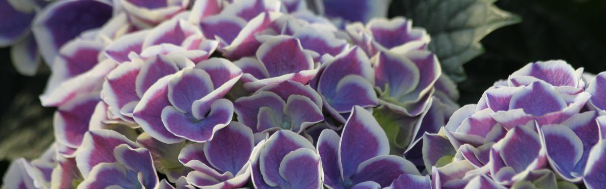 Van Klaveren Plant Hortensia