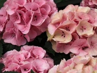 Hydrangea macr. Beautensia® 'Blink'