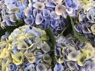 Hydrangea macr. 'Blink'®