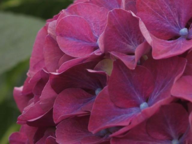 Pico Bello Hortensia