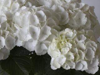 Everbloom® White Wonder