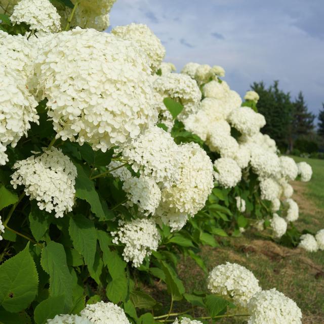 Hydrangea Aborensens 'Annabelle'