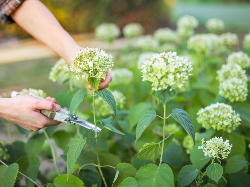 De hortensia snoeien Van Klaveren Plant