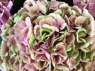 Hydrangea macr. 'Blink'®