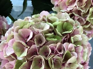 Hydrangea macr. 'Blink'®