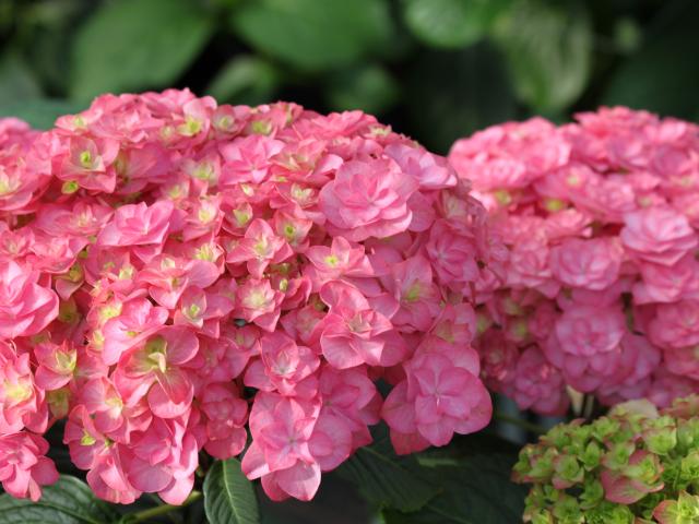 Saerens snijhortensia