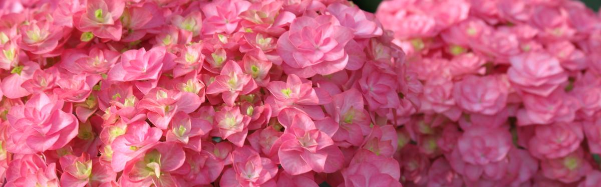 Van Klaveren Plant Hortensia