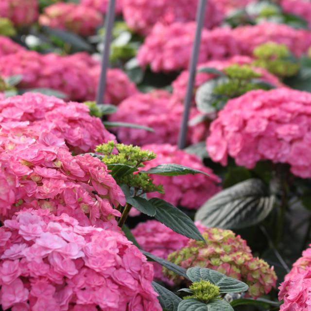 Hydrangea Adora