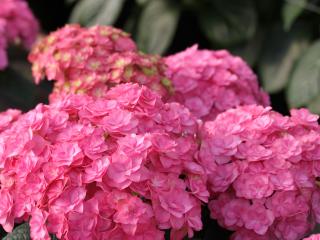 Hydrangea 'Adora'®