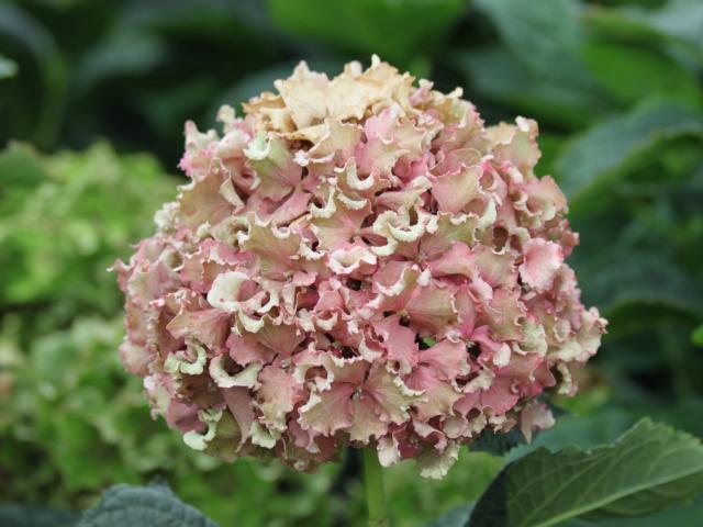 Ko Kolk Hortensia's