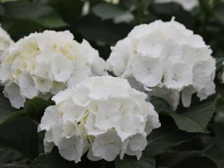 Hydrangea 'Verena White'®