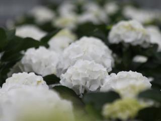 Hydrangea 'Verena White'®