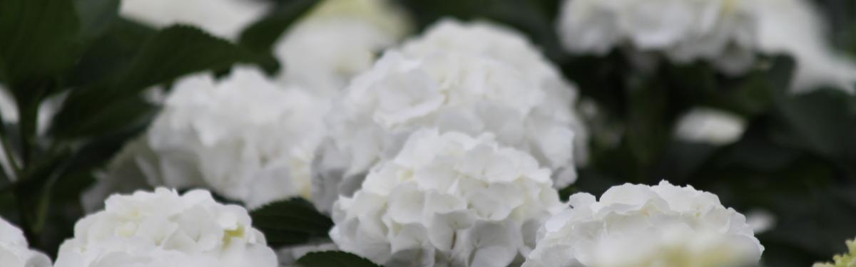 Van Klaveren Plant Hortensia