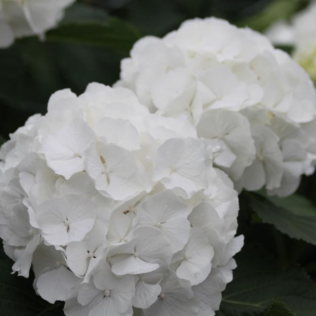 Hydrangea 'Verena White'®