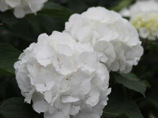 Hydrangea 'Verena White'®