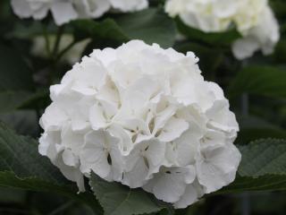 Hydrangea 'Verena White'®