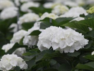 Hydrangea 'Verena White'®