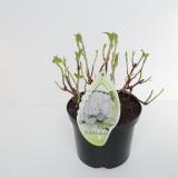 Hydrangea Snowball
