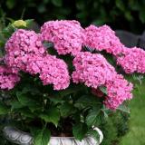 Hydrangea 'Together' pink