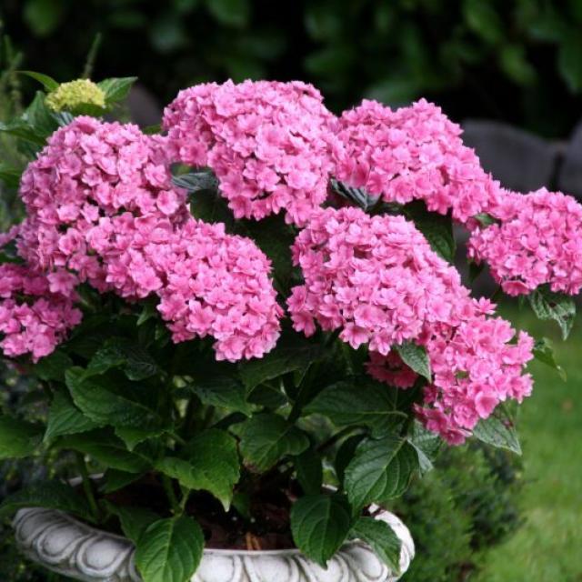 Hydrangea macr Together