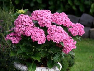 Hydrangea 'Together' pink