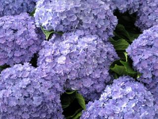 Hydrangea 'Together' pink