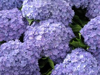 Hydrangea macr Together