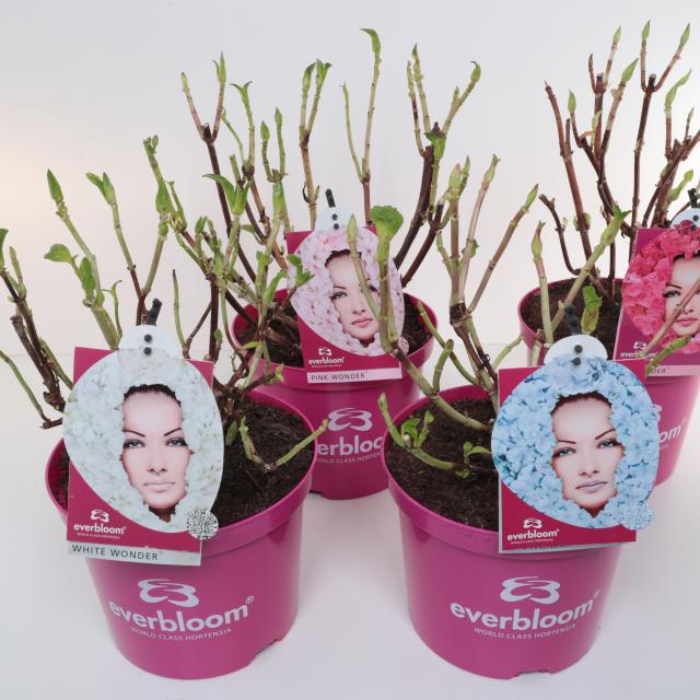 Коллекция гортензий EVERBLOOM®