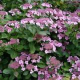 Hydrangea macr. 'Mariessi Perfecta'