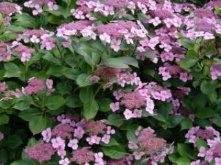 Hydrangea macr. 'Mariessi Perfecta'