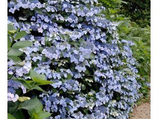 Hydrangea macr. 'Mariessi Perfecta'