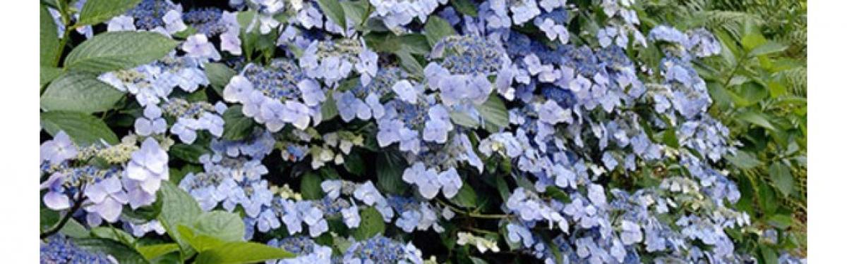 Van Klaveren Plant Hortensia