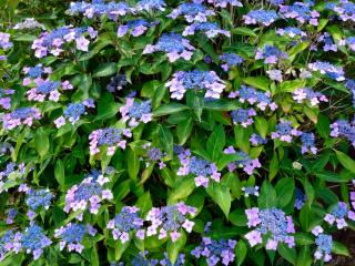 Hydrangea macr. 'Mariessi Perfecta'