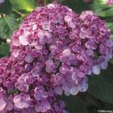 Hydrangea macr 'Ayesha'