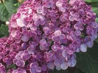 Hydrangea macr Ayesha