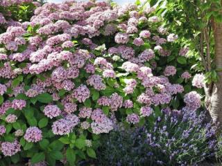 Hydrangea macr Ayesha