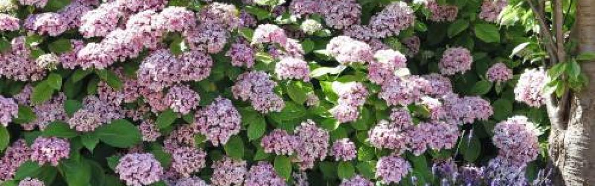 Van Klaveren Plant Hortensia