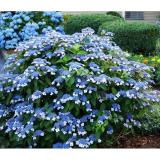 Hydrangea Blue Bird