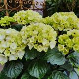 Hydrangea Black Steel® white