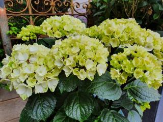 Hydrangea Black Steel® white