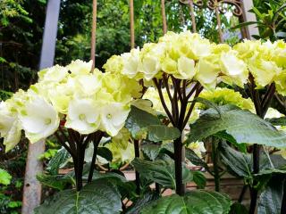 Hydrangea Black Steel® white