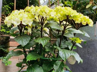 Hydrangea Black Steel® white