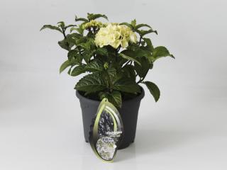 Hydrangea Black Steel® white