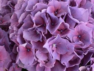 Hydrangea macr. 'Cassanova'®