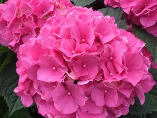 Hydrangea macr. 'Cassanova'®