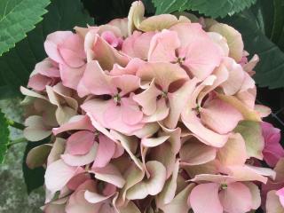 Hydrangea macr. 'Cassanova'®