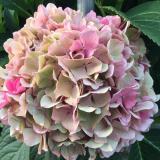 Hydrangea macr. 'Cassanova'®